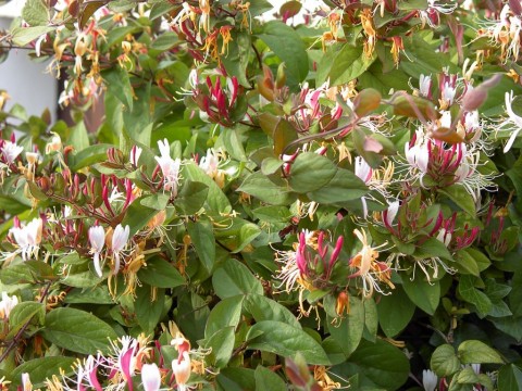 Lonicera japonica (Mâna Maicii Domnului)